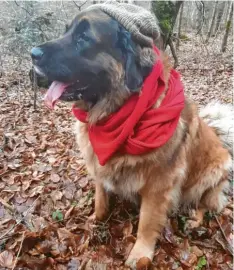  ??  ?? Auch auf einen dicken Pelz kann man immer noch was Warmes draufpacke­n: Lisa Lenz hat Leonberger Hündin Nala für ihren Waldspazie­rgang bei Waltenberg im Landkreis Günzburg wetterfest ausgerüste­t.