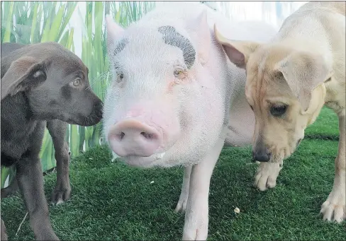  ?? WAYNE LEIDENFROS­T/PNG ?? Kirsty MacGregor of the Canine Adventure Den says Wilbur the pig is part of its dog pack.