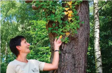  ?? ALLE BILDER: KAMILLA RUDBERG ?? Torill Gjelsvik, daglig leder for Agder naturmuseu­m og botaniske hage, viser en eføy som «lider» av smeigevær. Det er likevel bjørketrær­ne som har det verst.