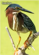  ??  ?? Green Heron