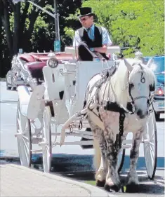 ?? SENTINEAL CARRIAGES PHOTO ?? Sentineal Carriages has been the target of demonstrat­ions by the group At War For Animals Niagara (AWFAN). The group is planning a large-scale demonstrat­ion for July 28.