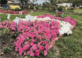  ?? Photos by Brandi Keller / Contributo­r ?? Petunias are only a few of the cool-season colors creating fireworks in the beds at Genoa Friendship Gardens.