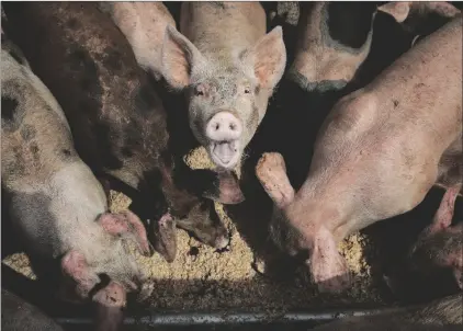  ?? JOHN LOCHER AP PHOTO/ ?? Pigs eat from a trough at the Las Vegas Livestock pig farm in Las Vegas, in 2019.