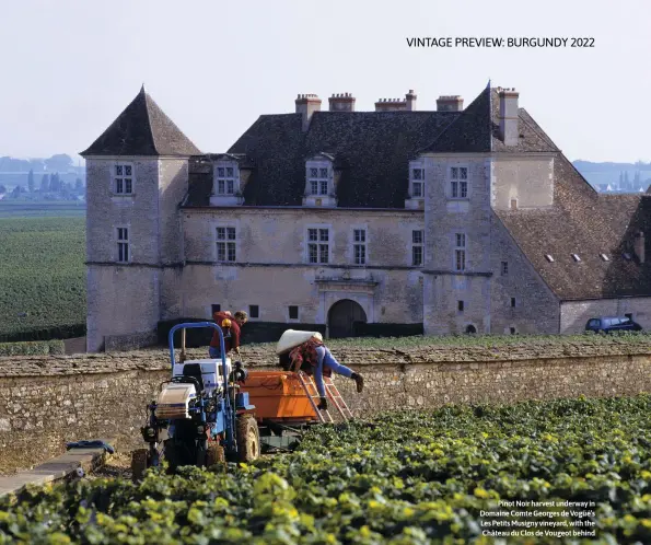  ?? ?? Pinot Noir harvest underway in Domaine Comte Georges de Vogüé’s Les Petits Musigny vineyard, with the Château du Clos de Vougeot behind