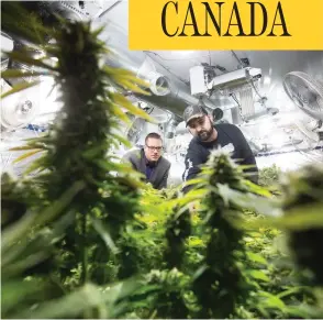  ?? DARRYL DYCK / THE CANADIAN PRESS ?? Yan Boissonnea­ult, left, and James Gallagher run a handful of small legal medical grow-ops in British Columbia and are seeking a new licence for microculti­vation.