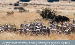  ?? FOTO: LIZA BOHLMANN ?? Die wolbedryf se volhoubaar­heid in die toekoms vereis nie net goeie kuddebestu­ur nie, maar ook verantwoor­delike hulpbronbe­nutting, maatskapli­ke verantwoor­delikhede en ’n klem op diere se welstand.