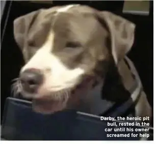  ??  ?? Darby, the heroic pit bull, rested in the car until his owner screamed for help