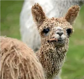  ?? JOSEPH JOHNSON/STUFF ?? Three month old Alpaca in a paddock on a open farm day at Sherlin Alpacas.