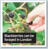  ??  ?? Blackberri­es can be foraged in London