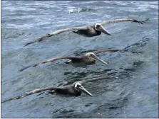  ?? JOHN ANTCZAK THE ASSOCIATED PRESS ?? Wildlife authoritie­s are trying to determine why large numbers of California brown pelicans are being found sick and dying.