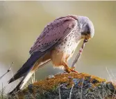  ??  ?? TOP With its feathers fanned, this female kestrel is a vision of buff and black ABOVE The bird’s sharp beak and strong talons allow it to pull its prey apart easily