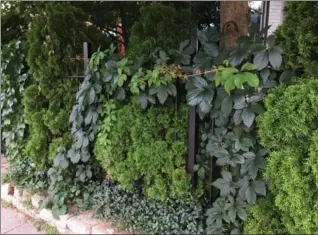  ??  ?? Top: The showy sunflower is a staple of August.
Middle: An iron fence becomes a living fence with vinca, Virginia creeper and cedars. A string of lights highlights texture at night.
Left: Bamboo suits homes with modern design. Just be aware of its...