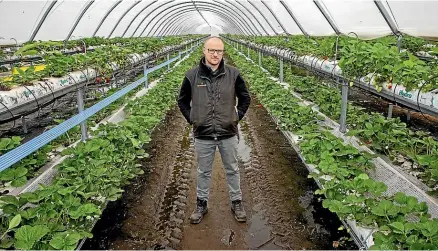  ?? WARWICK SMITH/STUFF ?? Cam Lewis, general manager of Lewis Farms near Levin, has launched a strawberry growing business.
