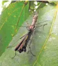  ??  ?? A breeding pair on a leaf of Ficus odorata.