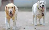  ?? AMAL KS/HT ?? Delhi Police dog squad twins Babu (L) and Babe.