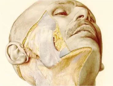  ??  ?? An illustrati­on from the atlas shows a man’s partially dissected cheek