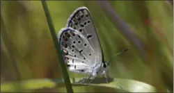  ?? AP PHOTO/MIKE GROLL, FILE ?? In this July 10, 2015 file photo, a Karner Blue butterfly is seen after it was released at the Albany Pine Bush Preserve Commission in Albany, N.Y. Wildlife officials announced Thursday that the butterfly on the federal endangered species list is doing...