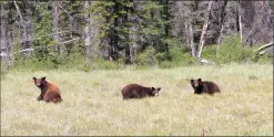  ?? Canadian Press-Parks Canada handout photo ?? Three black bears are shown as they're released in the Banff National Park backcountr­y in this Tuesday handout photo. Three cubs found abandoned in a washroom along the Trans-Canada Highway in Banff National Park have been returned to the area.