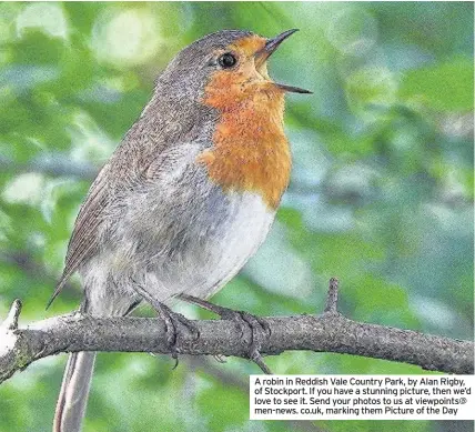  ??  ?? A robin in Reddish Vale Country Park, by Alan Rigby, of Stockport. If you have a stunning picture, then we’d love to see it. Send your photos to us at viewpoints@ men-news. co.uk, marking them Picture of the Day