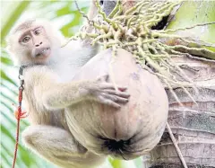  ??  ?? MONKEY BUSINESS: A monkey practises retrieving a coconut at Khlong Noi School for Monkeys in Surat Thani’s Muang district. The school has trained 23 monkeys so far in a practice which has drawn ire from Western retailers.