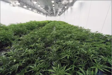  ?? Hans Pennink / Associated Press ?? This Aug. 22, 2019 photo shows medical marijuana plants being grown before flowering during a media tour of the Curaleaf medical cannabis cultivatio­n and processing facility in Ravena, N.Y.