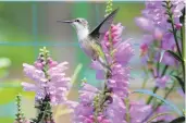  ?? COURTESY ?? “Feasting for the Journey” part of Music in Nature, an exhibit by Nancy Embich on display through April 30 at the Kettle Creek Environmen­tal Center in Stroudsbur­g.