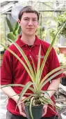  ?? Tribune News Service ?? ■ Benjamin Snyder, greenhouse manager at Temple University’s Ambler Campus, holds a pineapple plant grown from the top of a pineapple bought at the store.
Ginger