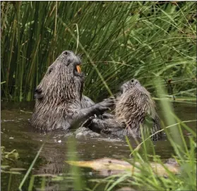  ??  ?? Two beavers tussle on the River Tay in Tayside. The Royal Zoological Society of Edinburgh was recognised for its work helping to reintroduc­e the creatures to Scotland