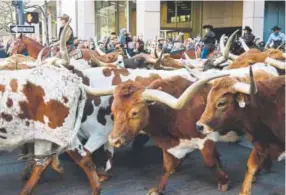  ?? RJ Sangosti, The Denver Post ?? More than 40 longhorn cattle walk through the streets of downtown Denver on Thursday during the National Western Stock Show kickoff parade.