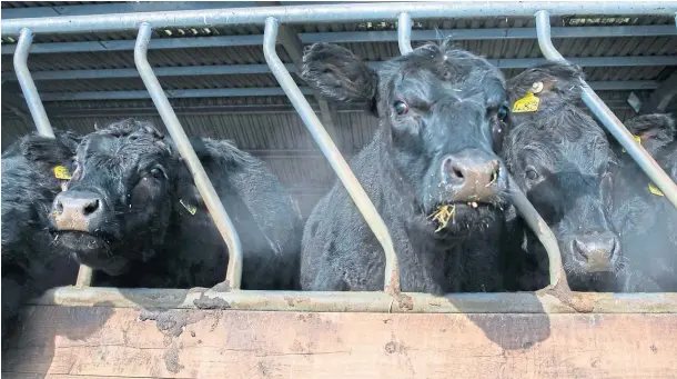  ?? Picture by Kim Cessford. ?? HIGHER VALUE: Quality Meat Scotland reports that prices for prime cattle are up 25% as consumers change their habits.