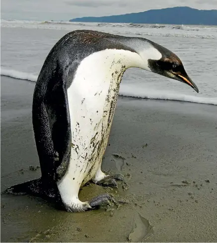  ?? ROSS GIBLIN/FAIRFAX NZ ?? The ancient penguin was much larger than Happy Feet, the emperor penguin who came ashore in New Zealand.