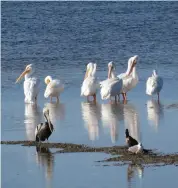  ??  ?? White pelicans at J.N. “Ding” Darling Wildlife Refuge on Sanibel