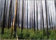  ?? SEBASTIAN PFAUTSCH VIA AP ?? This shows in 2010 an alpine ash forest that burned during 2009wildfi­res with early signs of regrowth in Victoria, Australia.