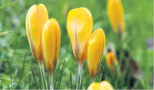  ??  ?? Eric Niven says: “It’s been wind and rain and sleet lately but signs of spring are around! This lovely show of crocuses was in Meikleour.”