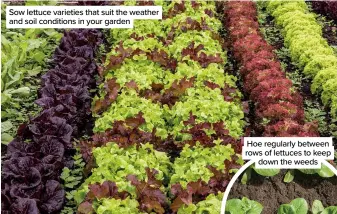  ??  ?? Sow lettuce varieties that suit the weather and soil conditions in your garden
Hoe regularly between rows of lettuces to keep