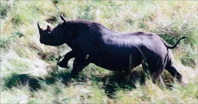  ?? Picture: TONY CARNIE ?? TARGET: As the demand for rhino horn soars in Asia, so does the the price on the heads of African rhino like this black rhino in iMfolozi. Last year 633 rhino were killed, way up from only 20 in 2006.