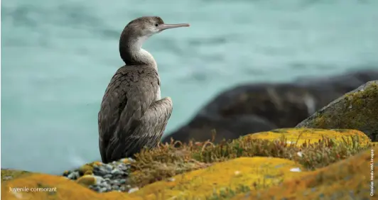  ??  ?? Juvenile cormorant
