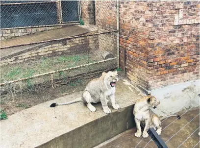  ?? Picture: Masego Mafata ?? CONCRETE JUNGLE. Two lion cubs take it easy in a shabby area of their enclosure at Pretoria zoo. The South African National Biodiversi­ty Institute insists that maintenanc­e work is ongoing at the zoo.