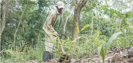  ?? MARVIN DEL CID ?? ↑ Los trabajador­es de los sectores agrícola y pecuario devengaban en promedio RD$39.3 por hora.