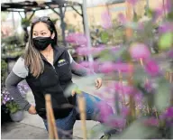  ?? DAI SUGANO/STAFF JOSE CARLOS FAJARDO/STAFF ?? Above: What began as a farm stand in 1948 is now a Cupertino icon, run by Yamagami’s Garden Center owner Brittany Sheade.
Opposite: At the 95-year-old East Bay Nursery, houseplant­s, such as this stunning Bromeliace­ae, have become even more popular during the pandemic lockdown.