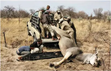  ??  ?? BO: Hier word die mooi elandbul gelaai. Dis harde werk. ONDER: Die jagspan op die spoor. Dis soms heel maklik om in dié sandwêreld op ‘n bokspoor te bly.