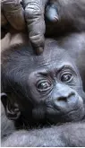  ?? — AP ?? Baby gorilla Kio gets a head massage from his mother Kumili at the zoo in Leipzig, Germany on Wednesday.