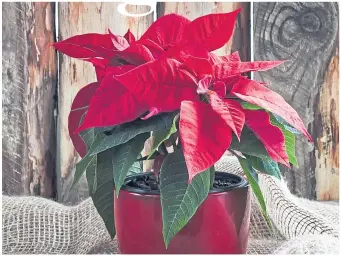  ??  ?? Look after your poinsettia and it will be blooming long after the festive season