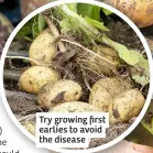  ?? ?? Try growing first earlies to avoid the disease