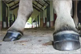  ??  ?? TIMELINE: The foal hoof crease is a visible growth ring that delineates hoof present at birth with wall grown since.