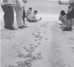  ?? ?? The Environmen­t and Natural Resources Office in Boracay facilitate­d the release of Olive ridley turtle hatchlings in Punta Bunga, Barangay Yapak earlier this month.