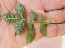  ?? Gaye Hammond / Contributo­r ?? Mottled color change can mean you have chilli thrips. If you can see insects on the leaves, they likely are not thrips.