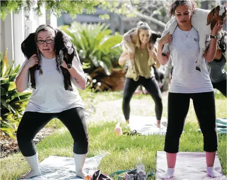  ?? Elizabeth Conley / Houston Chronicle ?? Laurel Bobak, left, and Jessica Shofner use goats as weights as they do squats during a Goat Yoga Houston class in League City.