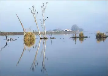  ?? Photog r aphs by Katie Falkenberg Los Angeles Times ?? BIRDS ROOST in barren trees on the Middle River in the Sacramento- San Joaquin Delta. Instead of f lowing north toward San Francisco Bay, as nature intended, the Middle is heading south.