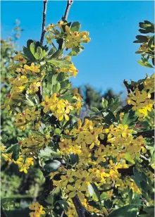  ?? LEE REICH THE ASSOCIATED PRESS ?? Attractive flowers are just one of the assets of clove currant; the flowers are also extremely fragrant and go on to yield tasty, dark currants.